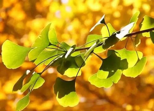 日韩AV成人A 银杏视频-第3张图片-成人动漫3d无尽视频