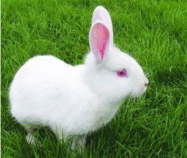 成人兔子纸尿裤怎么穿视频,轻松掌握舒适护理之道-第2张图片-成人动漫3d无尽视频 成人兔子纸尿裤怎么穿视频,轻松掌握舒适护理之道-第2张图片-成人动漫3d无尽视频