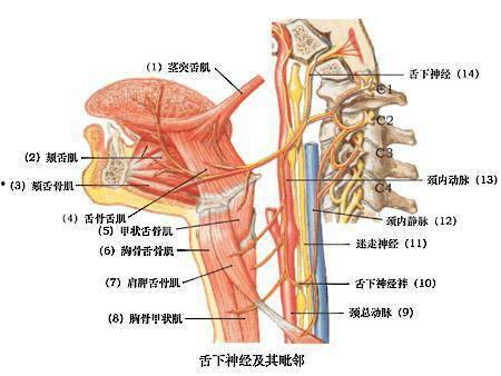 成人舌肌训练教学视频-第2张图片-成人动漫3d无尽视频