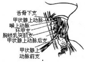 成人舌肌训练教学视频-第3张图片-成人动漫3d无尽视频