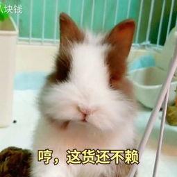 兔子画成人形短视频-第2张图片-成人动漫3d无尽视频